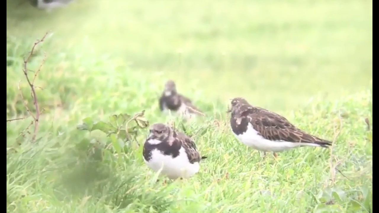 Turnstones - Baiter Park - 19/12/19