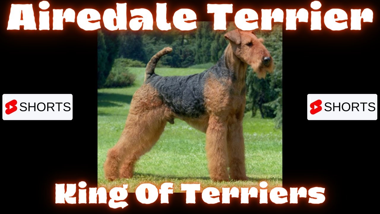 Dogs | Airedale Terrier - King Of Terriers
