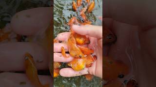 Matriz de Molinezia Abóbora 🐟🐟🐟 #agro #peixesornamentais #agroétop #piscicultura #viralshorts
