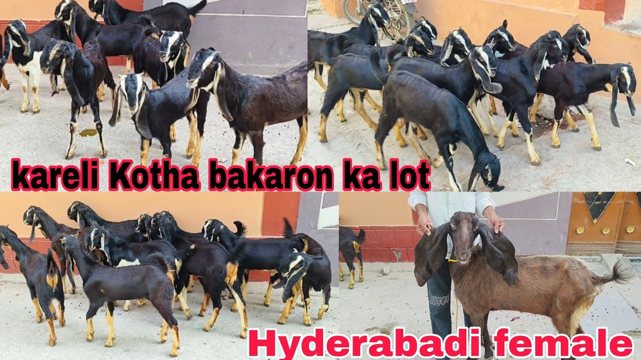 RQ goat farm per kareli Kotha breed ke bakaron ka lot hai available in Hyderabad 