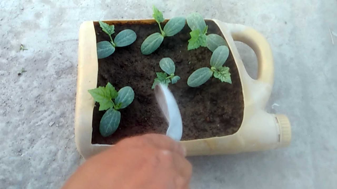 Youtube How To Grow Vegetables At Home In Pots at William Stork blog