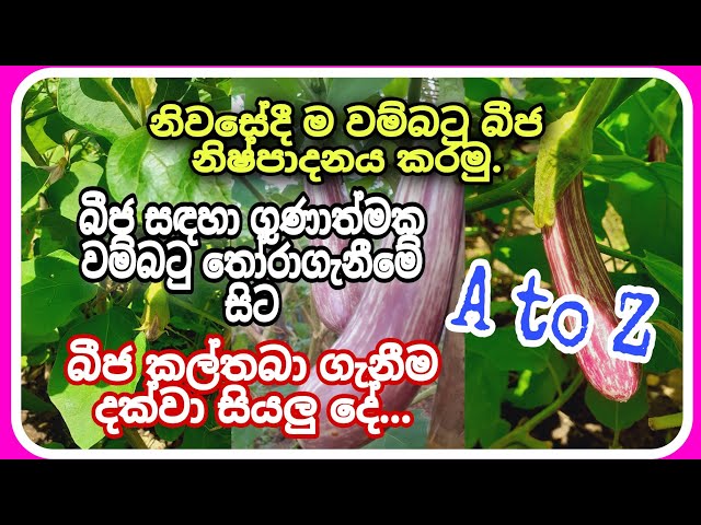 නිවසේදී ම වම්බටු බීජ නිෂ්පාදනය කරමු. ( How to Produce Brinjol Seeds at home ) #agriculture #trending