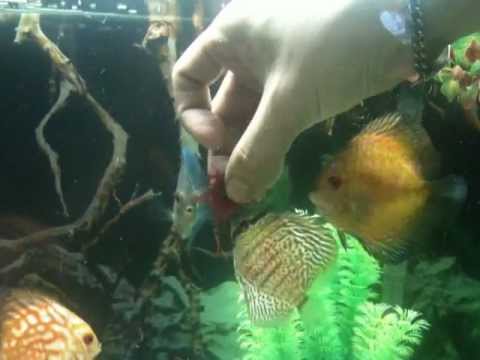 Discus Fed on Blood worms