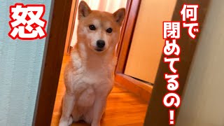 ママのとこ行ったくせにぷりぷりして帰ってきた柴犬