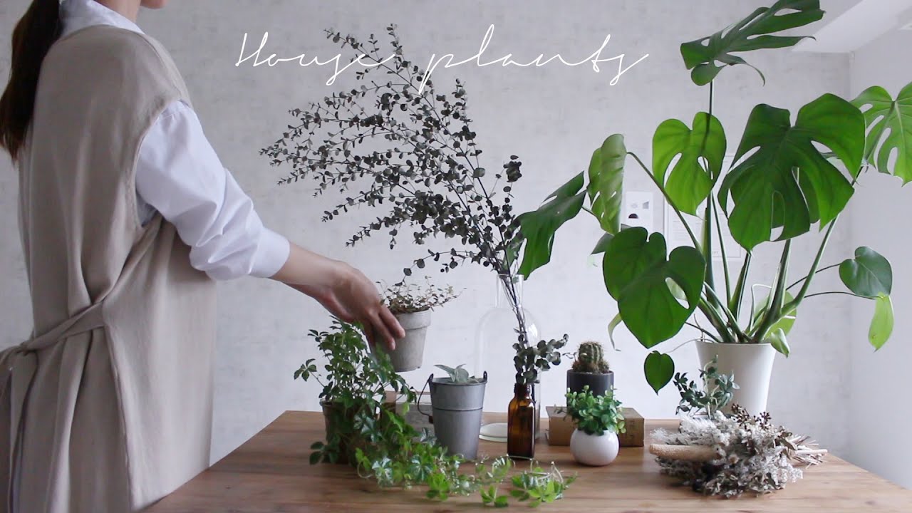 おすすめ植物 一人暮らしのお部屋においている観葉植物 Youtube