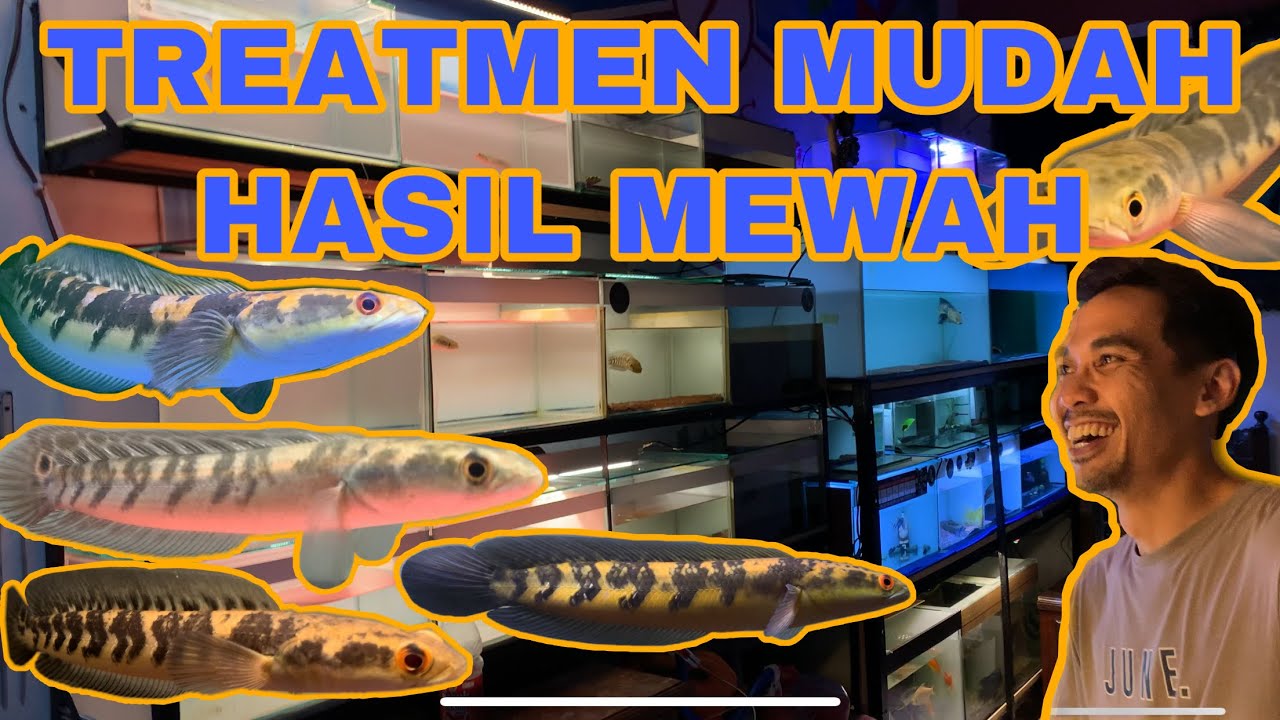 INTIP TUKANG PROGRES BOCILAN YS ‼️ BARU BLAJAR TAPI YSNYA MANTAP