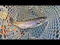 Fishing in Japan is Surprisingly Easy!