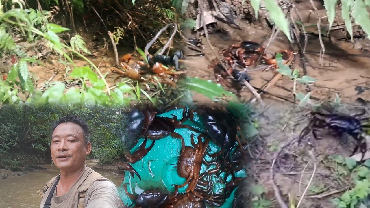 Searching n Catching Crabs 🦀 deep in the jungle river side /by earthworm