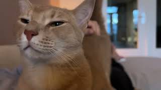 Super Affectionate Boi by Archie The Cat & Friends 39,716 views 5 months ago 1 minute, 2 seconds