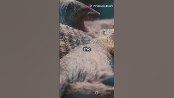 The Fearless Mongoose #facts #fyp  #animals