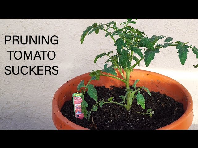 Pruning Tomato Suckers - How To Prune Tomato Plants For Big Harvests -  YouTube
