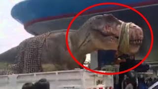 They are alive... 10 Dinosaurs Caught on Camera in Real Life