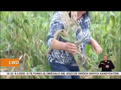 Gminne komisje szacuja straty po czerwcowej nawałnicy w Grabowie łódź mapa