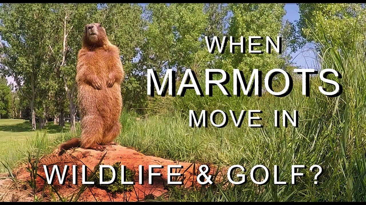 Когда в доме появляются сурки: дикая природа и гольф?
