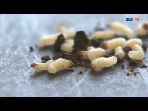 Video: Können Sie nützliche Nematoden in Innenräumen verwenden?