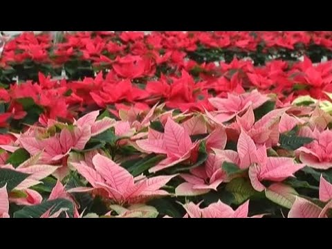 Video: Kur sodinti gėles? Nepretenzingos gėlės dovanoti