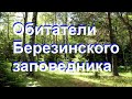 Обитатели Березинского заповедника