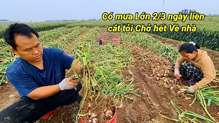 764.Vừa Nhổ được nữa Công đất tỏi Là dự báo có mưa Lớn, Sợ tỏi Bị Úng nên chở hết về nhà .