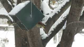 Close-up of female Northern Cardinal and Goldfinches visiting Rollerfeeder on a wintry morning, Dec. 2013.