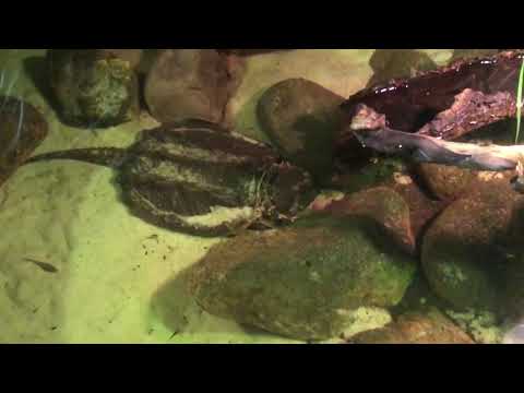 Alligator Snapping Turtle and Caiman Indoors for Winter!