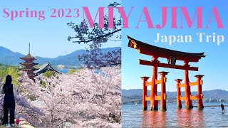 Day Trip to Miyajima Island in spring | Cherry blossoms, Mt. Misen, Itsukushima Shrine, Food 　| 宮島