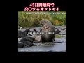 45日間連続で交◯するオットセイ動物豆知識 #オットセイ #アニマル解説 #動物爱护