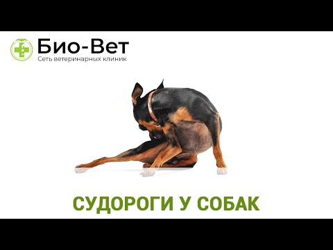 Видео: Судороги у собак - причины, симптомы и многое другое