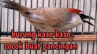 Burung Tepus Gelagah/Kaso-Kaso/Kidangan cocok buat pancingan