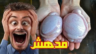 شاهد فوائد #بيض الخروف المذهلة | لابد ان تشاهد هذا الفيديو