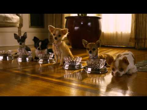 Beverly Hills Chihuahua 2