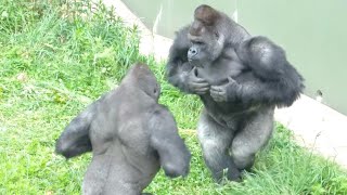 Silverback wants to play with the children. Shabani Group