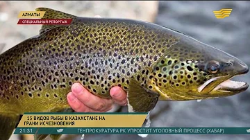 15 видов рыб в Казахстане на грани исчезновения