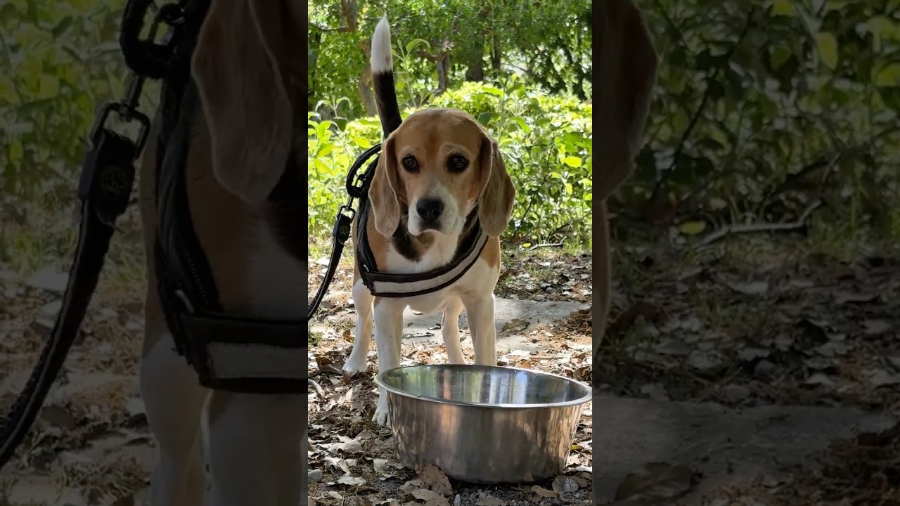 Festival caní “Gossos i convivència”