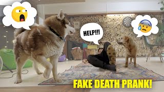 Fake Death Prank On My Dogs Amazing Reactions