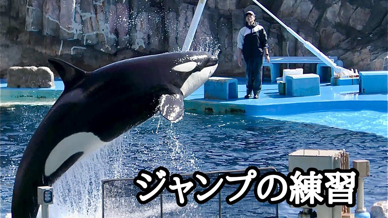 シャチのリンちゃん　ジャンプの練習の様子です【名古屋港水族館】Killer whale Lynn-chan Nagoya Aquarium 