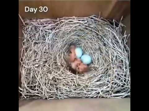 鸟儿生蛋孵化成小鸟的过程 The process of a bird laying egg and hatching into a little bird