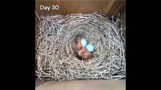 鸟儿生蛋孵化成小鸟的过程 The process of a bird laying egg and hatching into a little bird