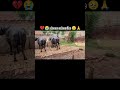 #vlog #shorts