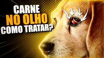 Como saber se o cachorro está com problema no olho?