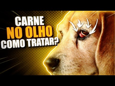 Vídeo: Os pitbulls são naturalmente agressivos?