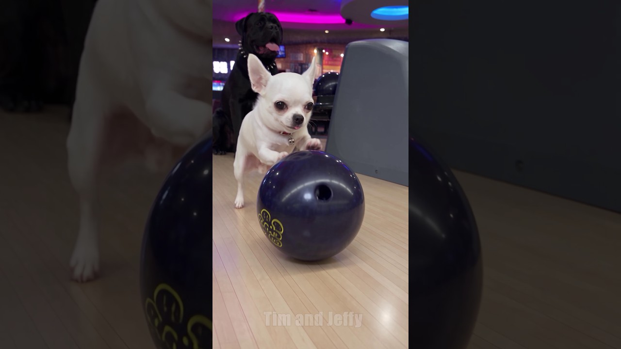 Jeffy Thinks the Bowling Alley Is Haunted 🎳😂