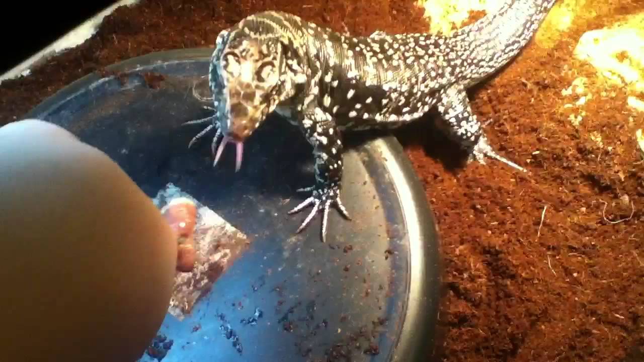 Tegu Tripoding Columbian Tegu Tripods For The First Time/Feeding!! - YouTube