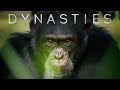 Meet David: The Alpha Chimp Defending His Crown | Dynasties | BBC Earth