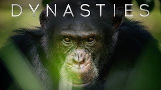 Meet David: The Alpha Chimp Defending His Crown | Dynasties | BBC Earth