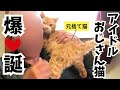 【捨て猫保護】心から甘えたかった…ずっと独りぼっちで野良猫として頑張ってきたおじさん猫
