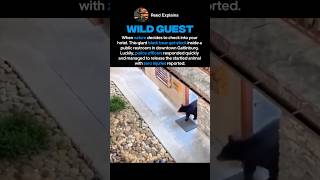 POLICE FREE BEAR