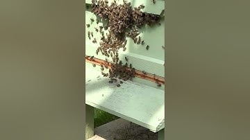 Close of of the entrance block on our bee-hive in Guildford