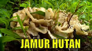 Berburu Jamur Hutan | JEJAK PETUALANG