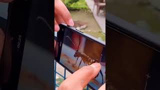 ant 🐜 in the frame macro photography