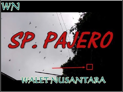 suara-panggil-walet-""-pajero-""